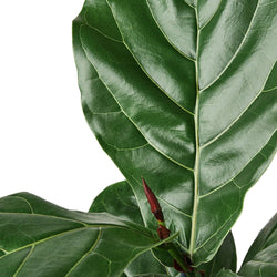 Image of Ficus Lyrata 'Fiddle Leaf Fig'