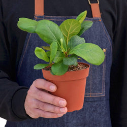 Image of Ficus Lyrata 'Fiddle Leaf Fig'