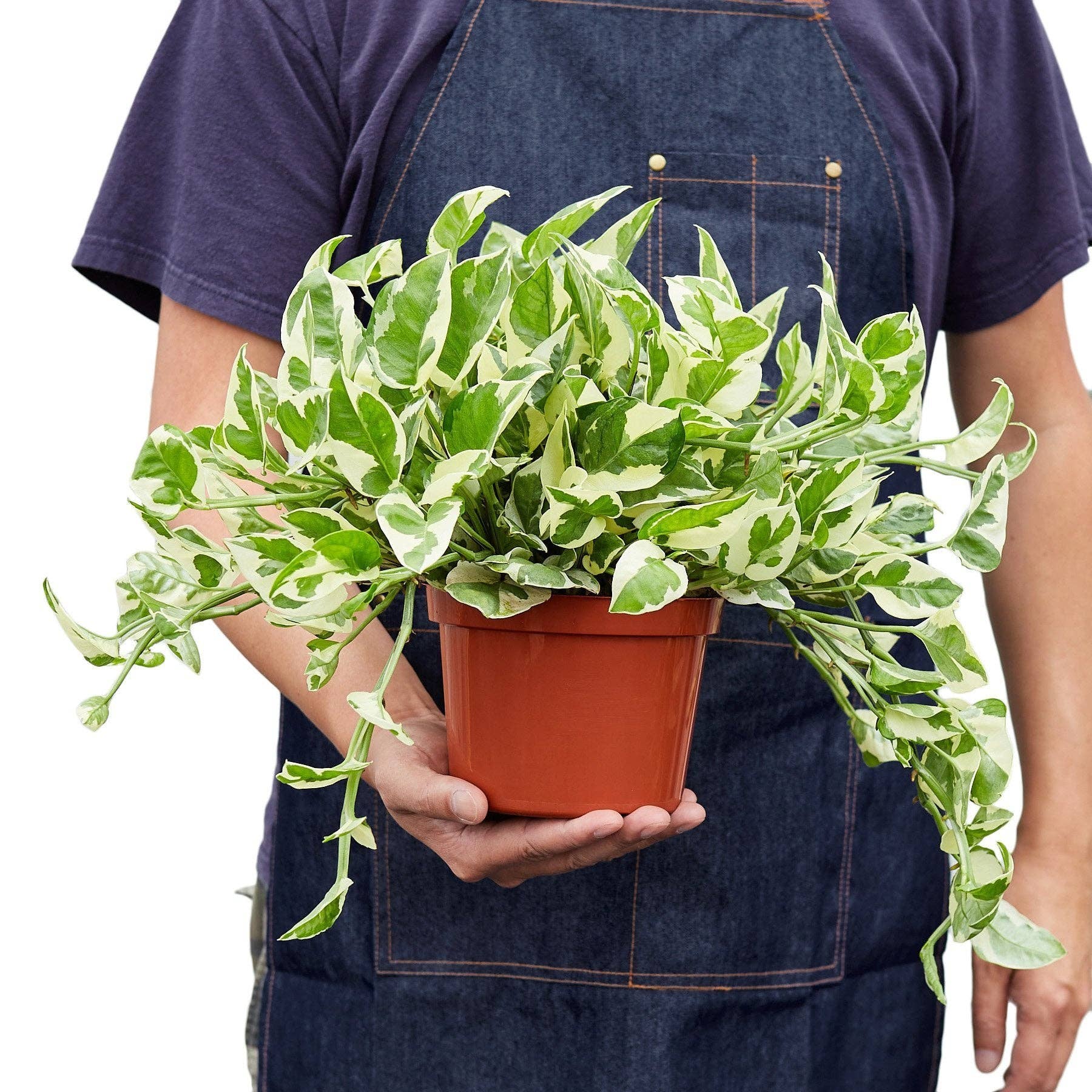 Pothos 'N'joy' Devil's Ivy Live Plant