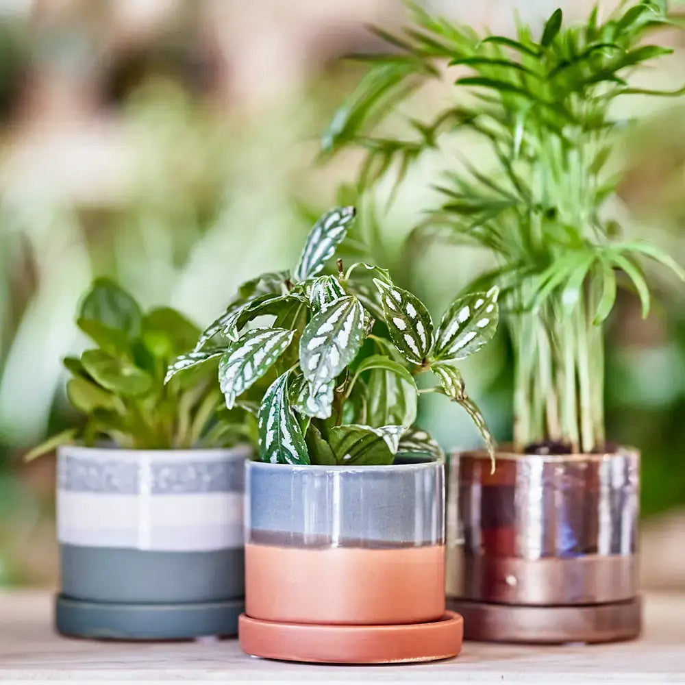 Minute Ceramic Plant Pots Indoor