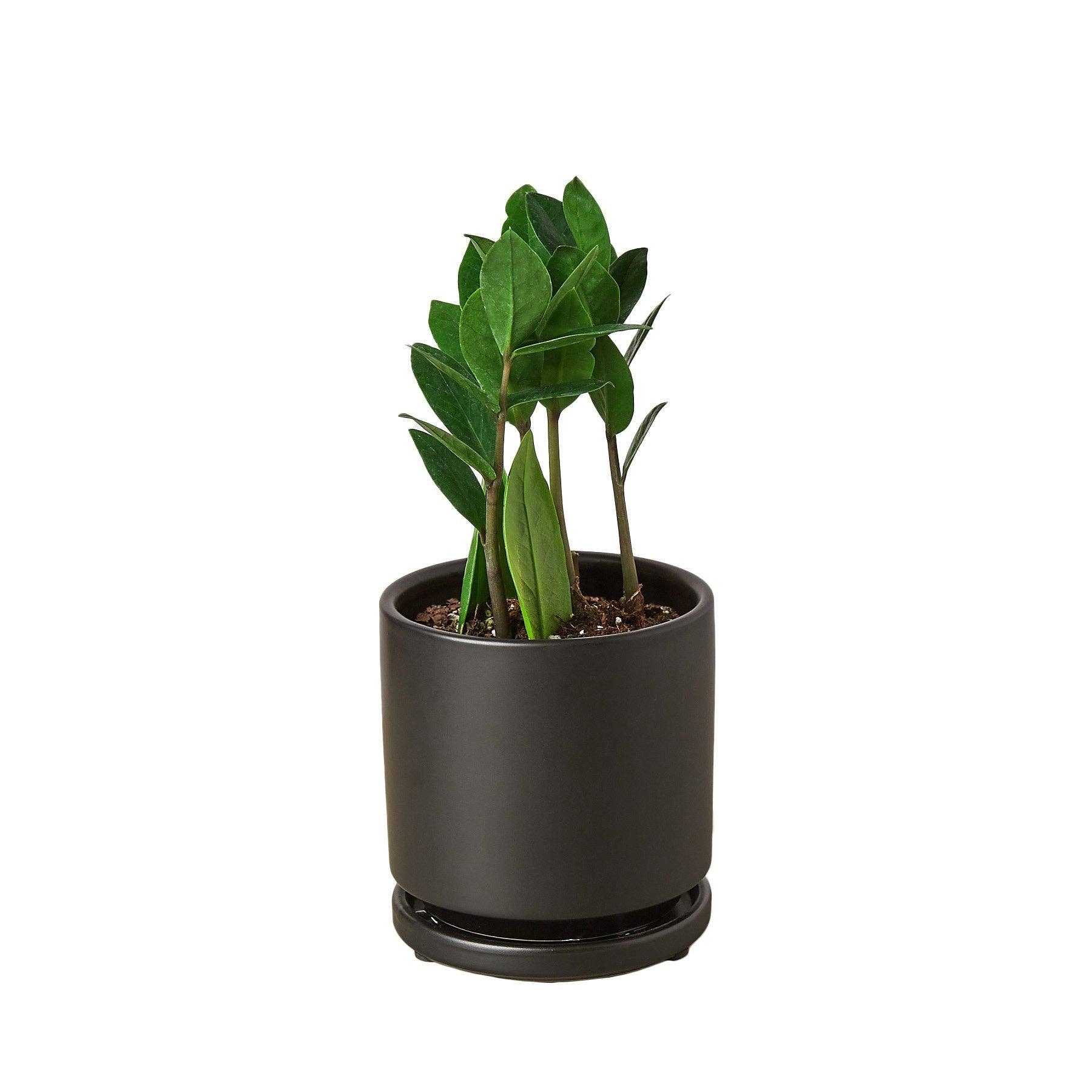 Zamioculcas Zamiifolia ZZ - Live ZZ Plant