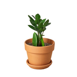 Image of Zamioculcas Zamiifolia ZZ - Live ZZ Plant