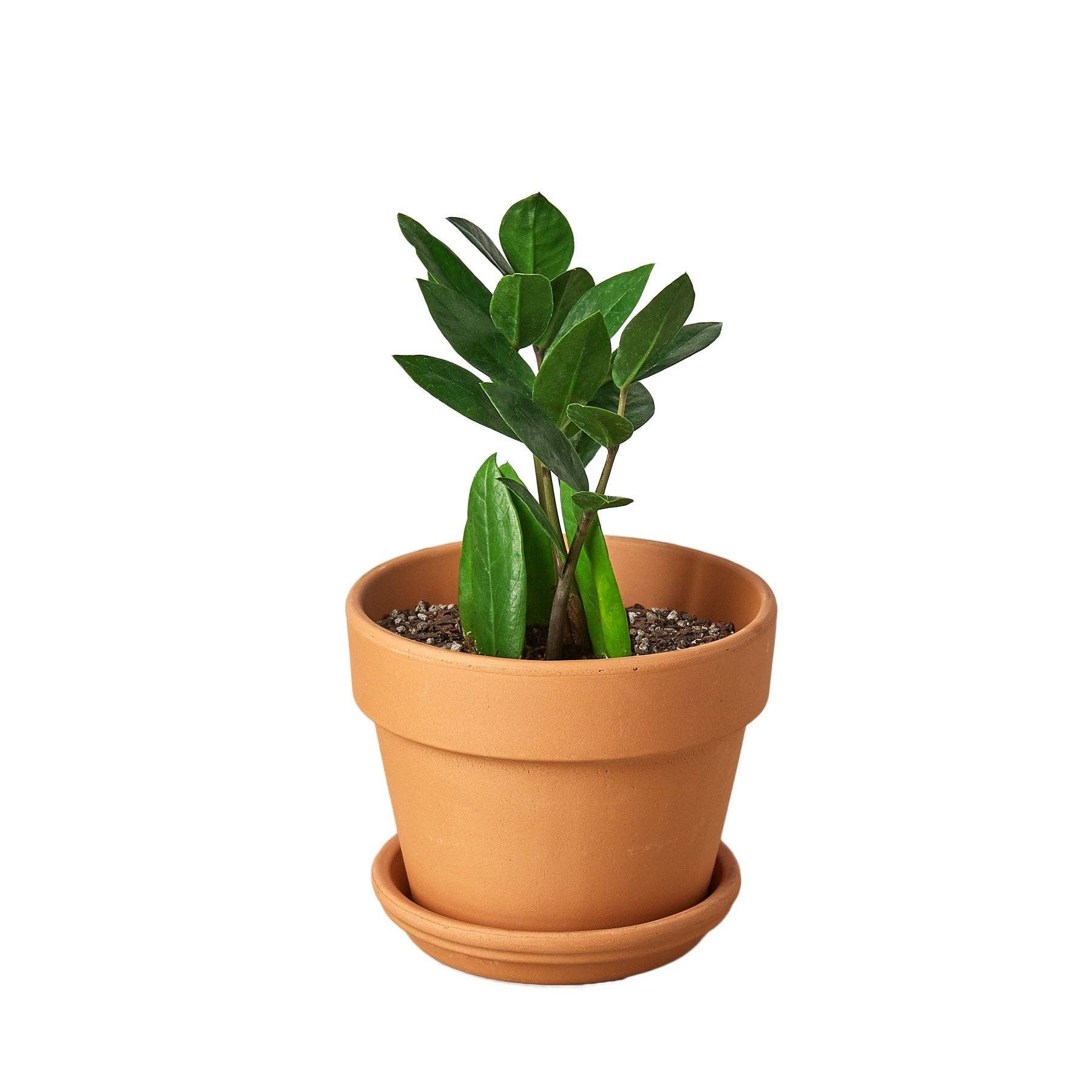 Zamioculcas Zamiifolia ZZ - Live ZZ Plant