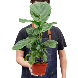 Image of Ficus Lyrata 'Fiddle Leaf Fig'