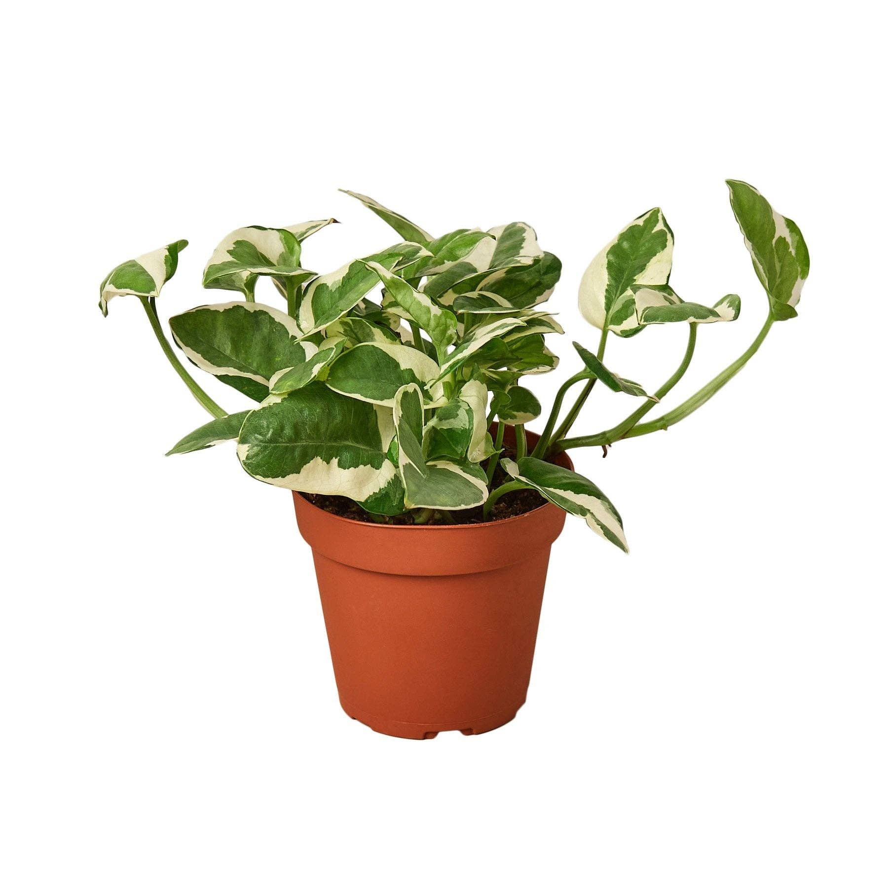 Pothos 'N'joy' Devil's Ivy Live Plant