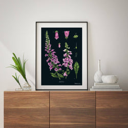 Image of Foxglove Black - Art Print