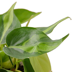 Image of Philodendron 'Brasil'