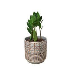 Image of Zamioculcas Zamiifolia ZZ - Live ZZ Plant