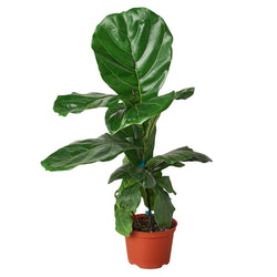 Image of Ficus Lyrata 'Fiddle Leaf Fig'