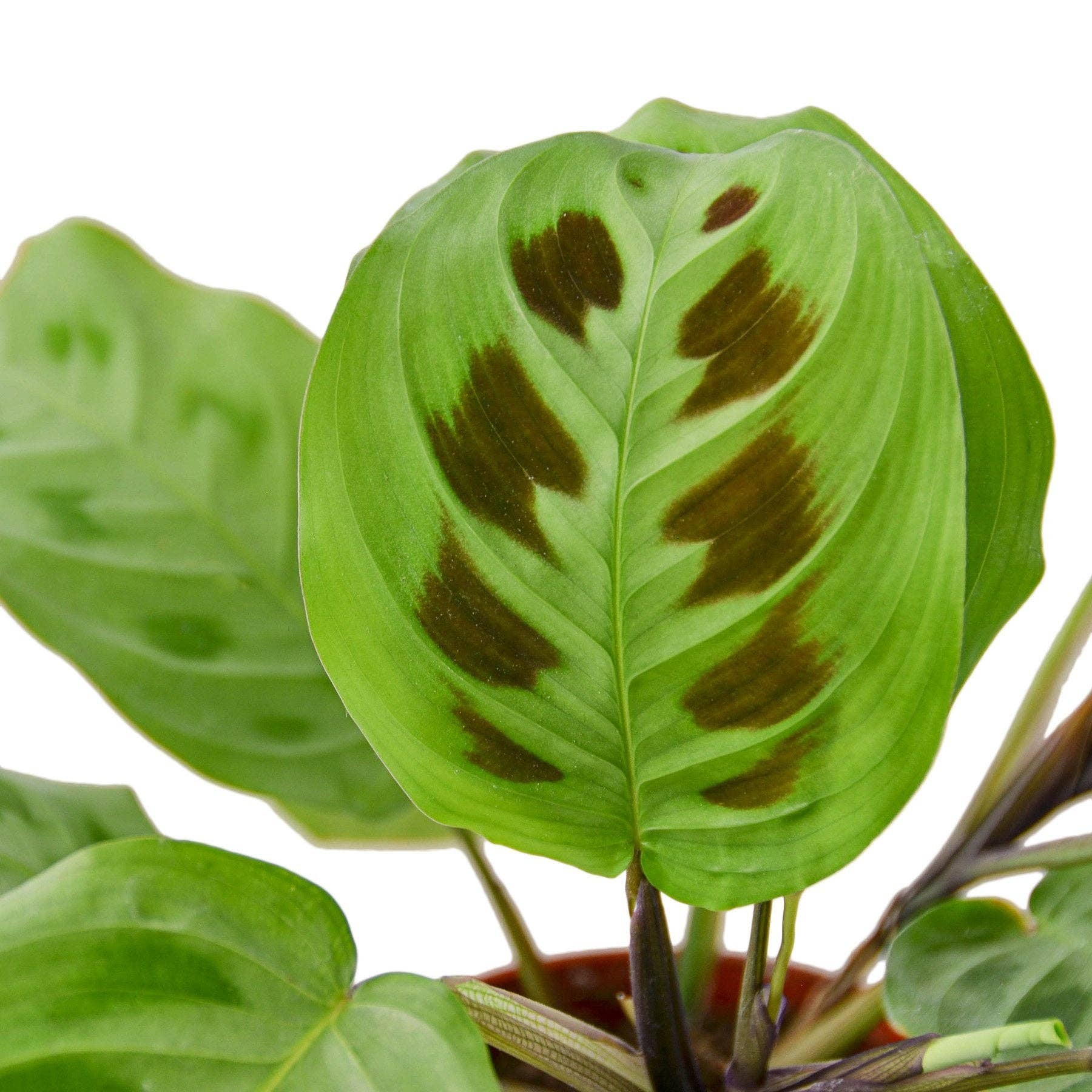 Maranta 'Leuconeura' Prayer Plant - Live Plant