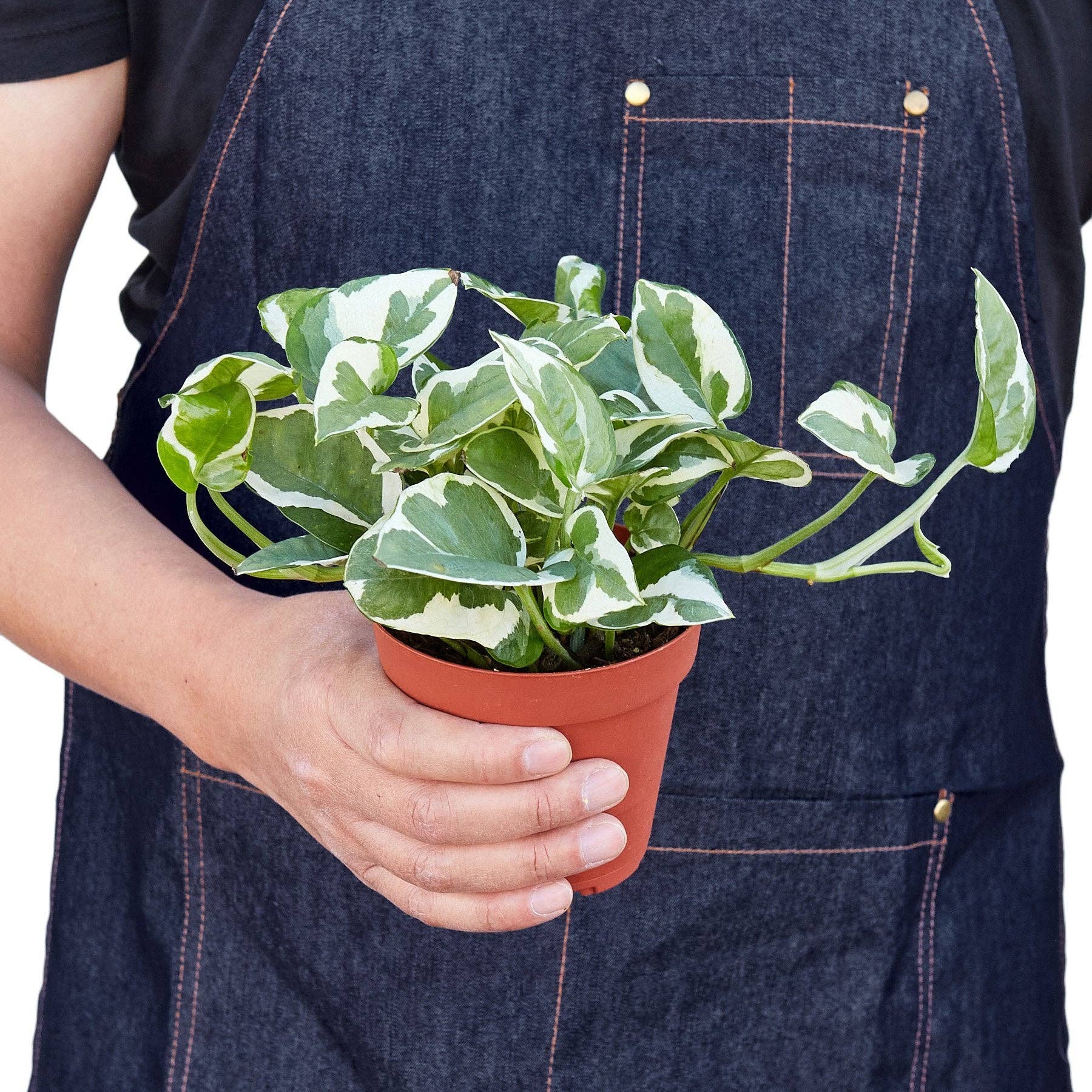 Pothos 'N'joy' Devil's Ivy Live Plant