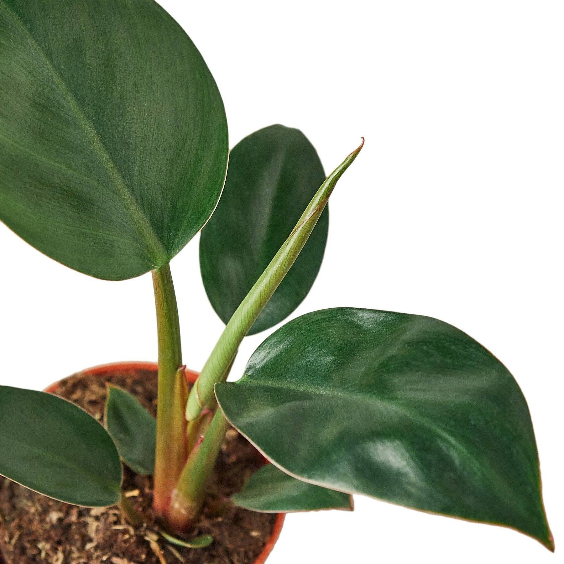 Philodendron 'Congo Rojo' Live Plant