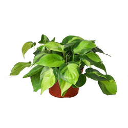 Image of Philodendron 'Brasil'