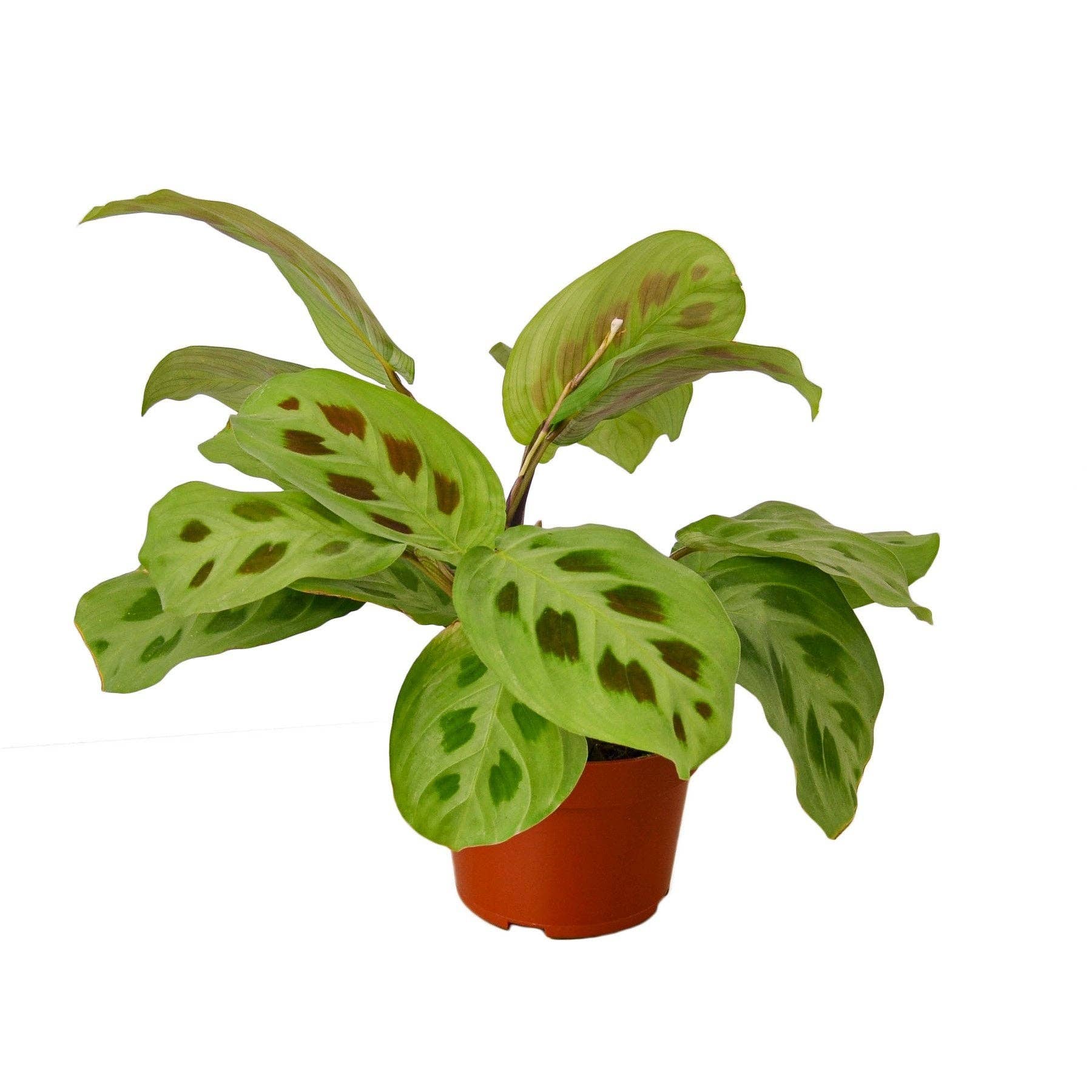 Maranta 'Leuconeura' Prayer Plant - Live Plant