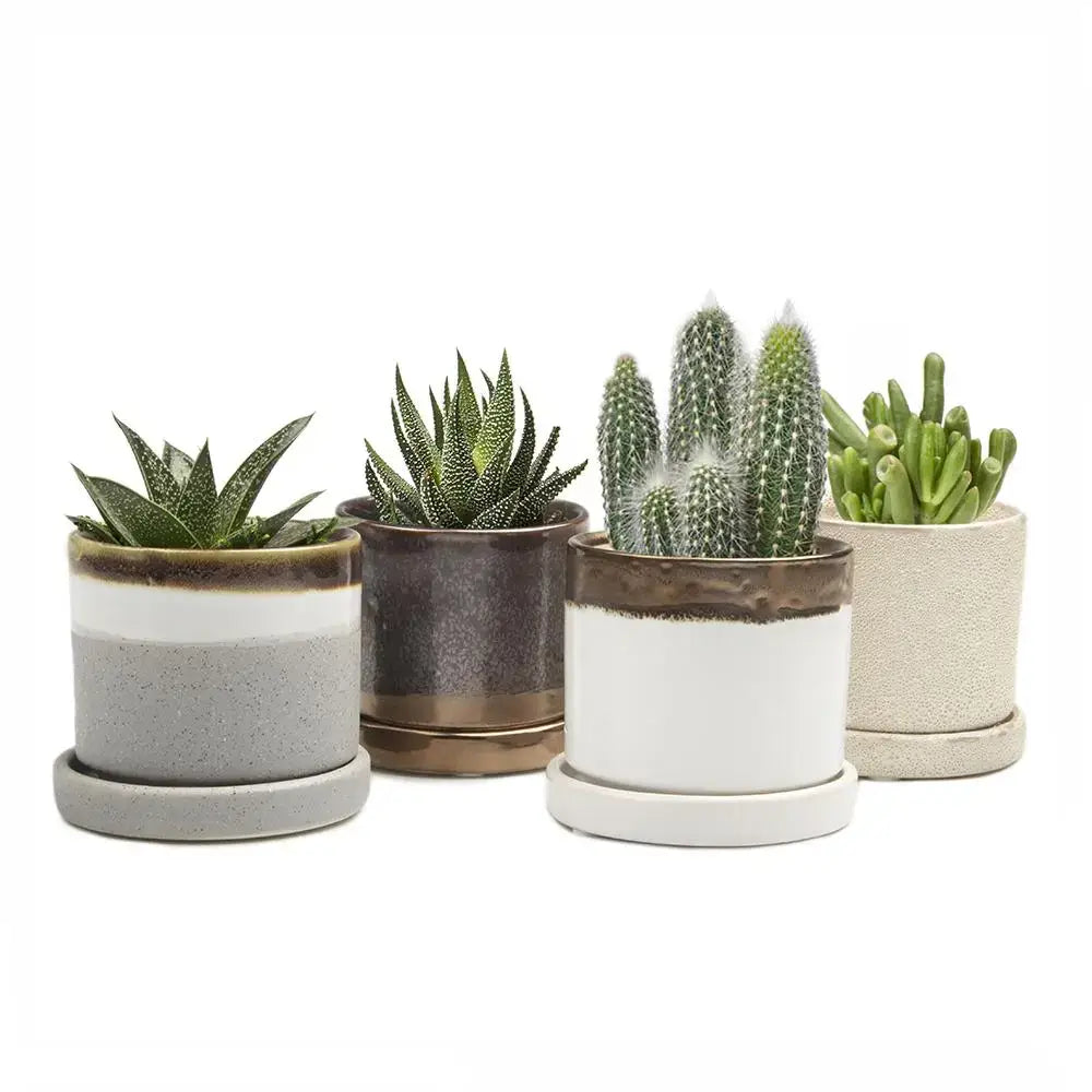 Minute Ceramic Plant Pots Indoor