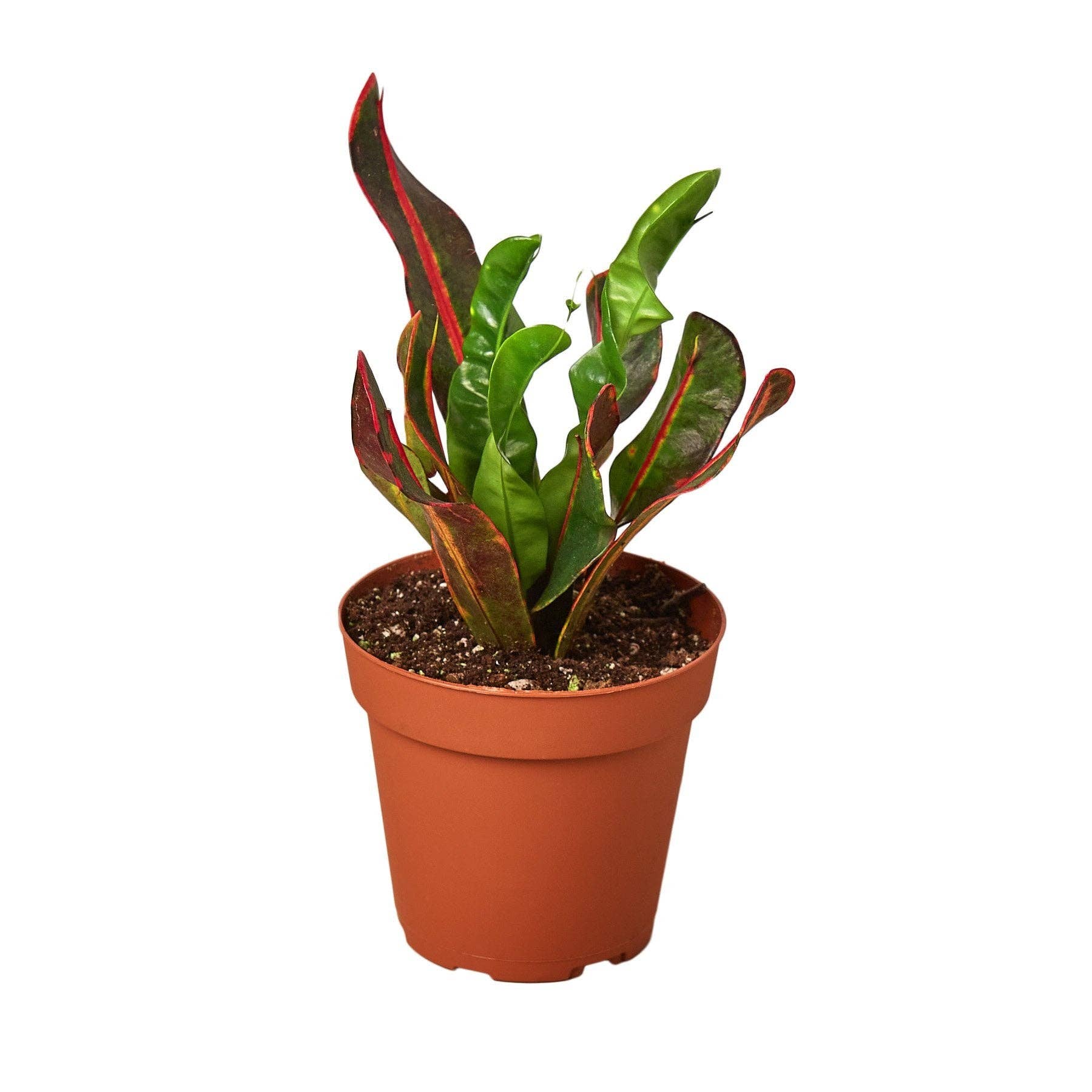 Codiaeum Variegatum 'Mammy' - Live Plant