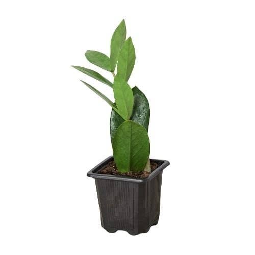 Zamioculcas Zamiifolia ZZ - Live ZZ Plant