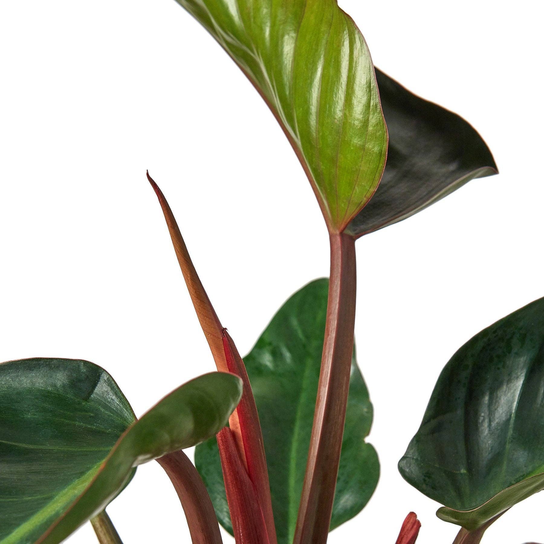 Philodendron 'Congo Rojo' Live Plant