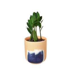 Image of Zamioculcas Zamiifolia ZZ - Live ZZ Plant