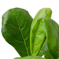 Image of Ficus Lyrata 'Fiddle Leaf Fig'