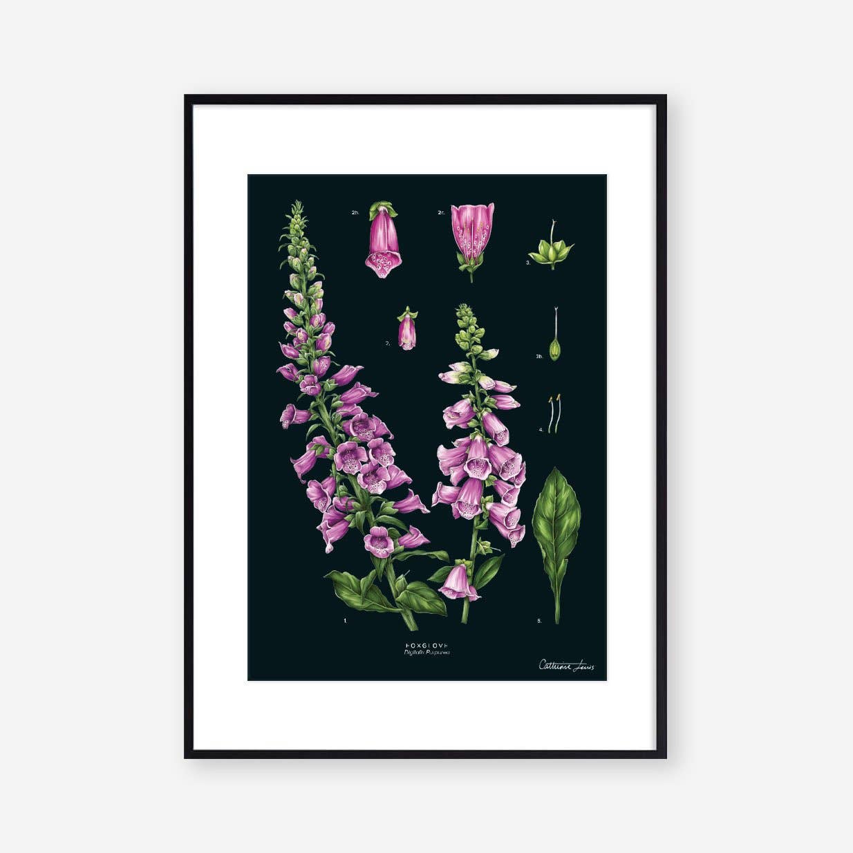 Foxglove Black - Art Print