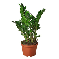 Image of Zamioculcas Zamiifolia ZZ - Live ZZ Plant