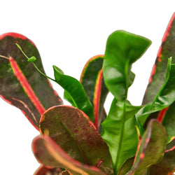 Image of Codiaeum Variegatum 'Mammy' - Live Plant