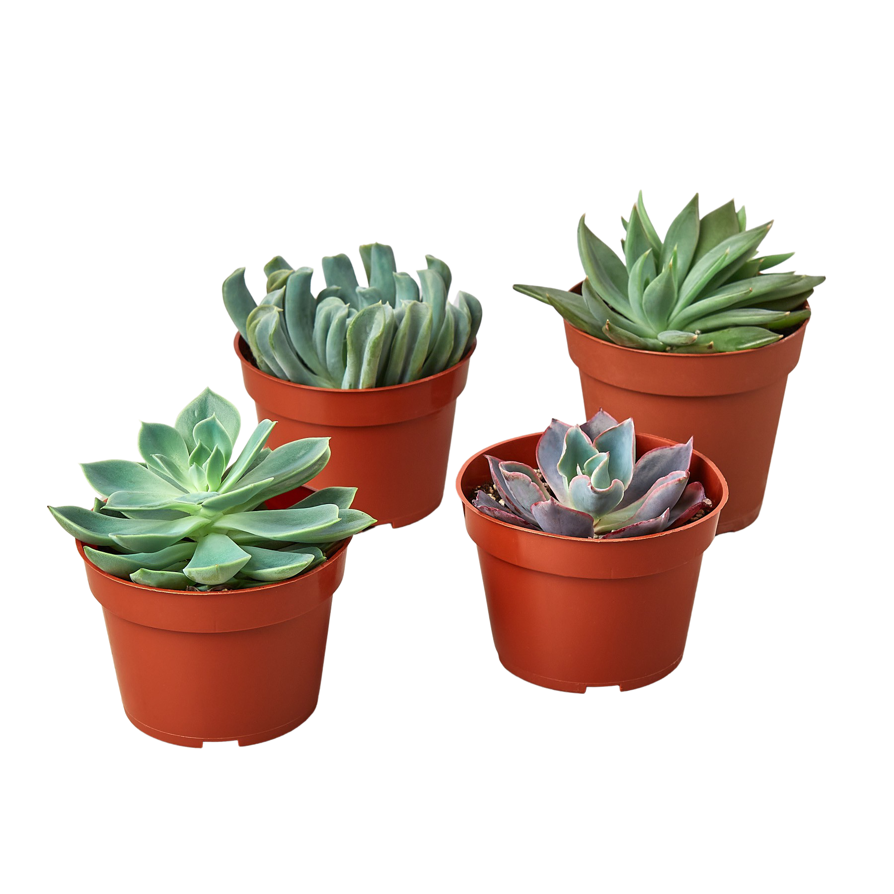 4" Succulent Variety Packs