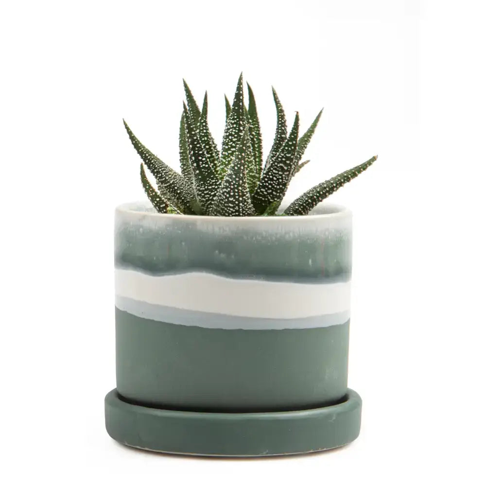 Minute Ceramic Plant Pots Indoor