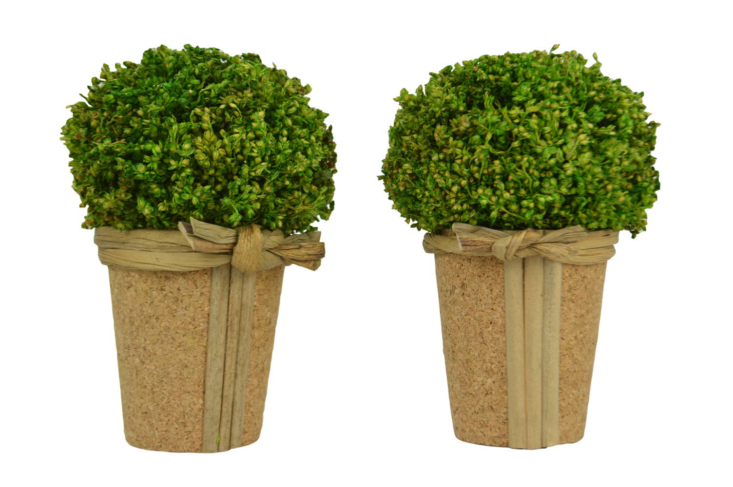 Galt International Company - Preserved Natural Grass Topiary In Pot (Set of 2) (7798947971299)